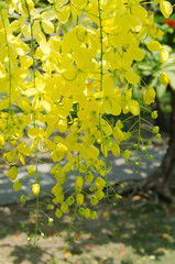yellow maple leaves in spring