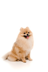 funny pomeranian spitz dog sitting on white