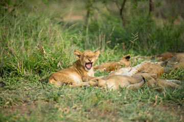 A pride of lions resting in the late afternoon light. They are displaying the great affection that makes them such successful animals. These strong social bonds mean they can hunt larger prey.
