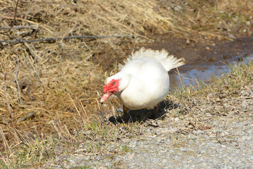 White Muscovy Duck free range 