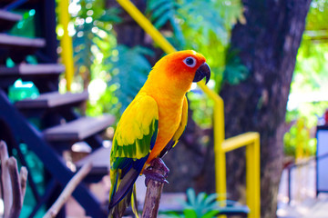colorful parrot pose