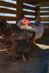 Chicken or hens in its house in a farm, brown and white color. Closeup taken at the bio farm.