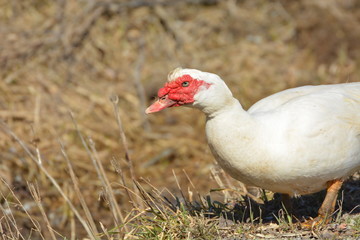 White Muscovy Duck free range 