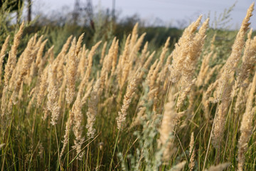 Fototapeta premium grass in the wind