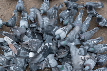 Group Of The Birds Pigeon aggressively fight over for scattered food on The ground.