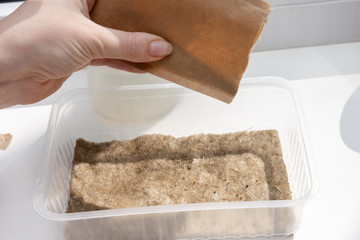 sowing arugula seeds hydroponically in a plastic container. growing micro-greens on the balcony.