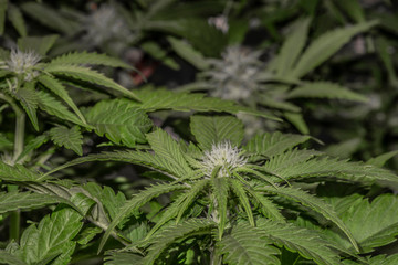 White Russian variety of marijuana flower with young bloom indoor