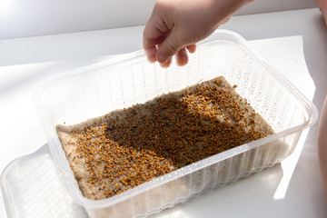 sowing arugula seeds hydroponically in a plastic container. growing micro-greens on the balcony.