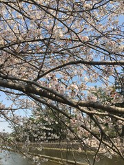 Sakura flowers in Japan. Cherry branch with flowers in spring bloom. A beautiful Japanese tree branch with cherry blossoms. Fresh Pink Flowers, Beauty Of Fresh Blossoms Petals