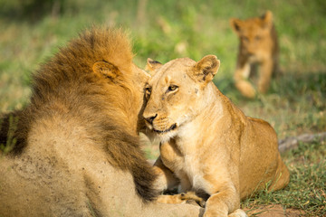 A pride of lions resting in the late afternoon light. They are displaying the great affection that makes them such successful animals. These strong social bonds mean they can hunt larger prey.