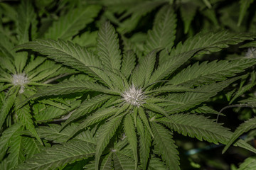White Russian variety of marijuana flower with young bloom indoor