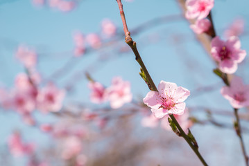 cherry blossom in the garden. beautiful flower.
