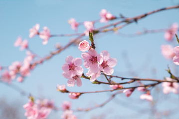 cherry blossom in the garden. beautiful flower.