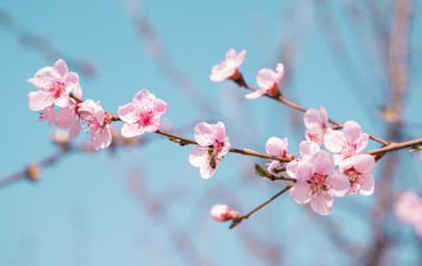 Fototapeta na wymiar cherry blossom in the garden. beautiful flower.