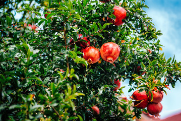Red ripe pomegranate fruit on tree branch in the garden  orchard ready for harvest