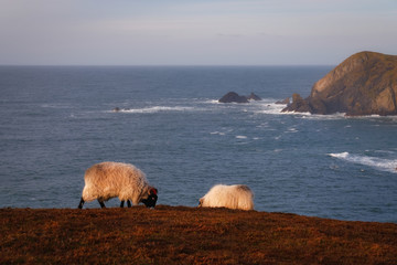 Naklejka premium Irish wild sheep on the coast of Atlantic ocean with epic background, cliffs, rocks and islands, Port, Donegal, Ireland