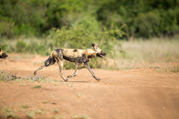 A pack of wild dogs on the move. These animals cover a lot of ground really quickly when hunting like this.
