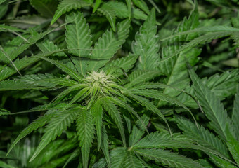 White Russian variety of marijuana flower with young bloom indoor