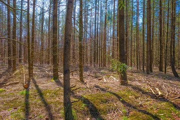 Trees in a forest below a blue sky in sunlight in spring