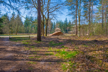 Trees in a forest below a blue sky in sunlight in spring