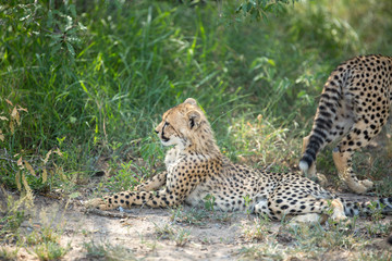 A mother cheetah and her little cubs moving around hunting on an early morning safari. 