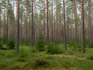 Pine tree forest. Calmness.relaxation.Forest therapy and stress relief.
