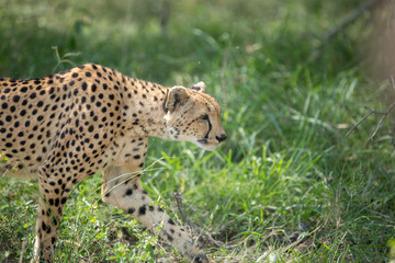 A mother cheetah and her little cubs moving around hunting on an early morning safari. 
