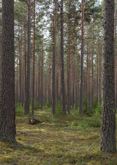 Pine tree forest. Calmness.relaxation.Forest therapy and stress relief.