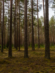 Pine tree forest. Calmness.relaxation.Forest therapy and stress relief.