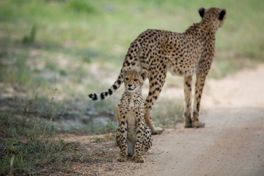 A mother cheetah and her little cubs moving around hunting on an early morning safari. 