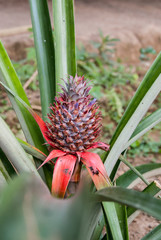 Pineapple in its plant of origin.