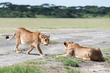 Fototapeta na wymiar Tanzanian lioness wild nature harmony 