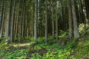 Fototapeta na wymiar in the coniferous forest in the mountains