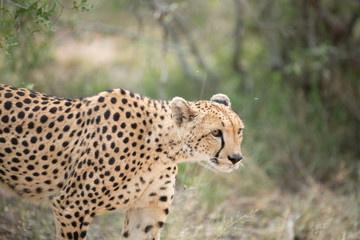 A mother cheetah and her little cubs moving around hunting on an early morning safari. 