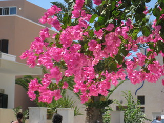 pink flowers in the garden