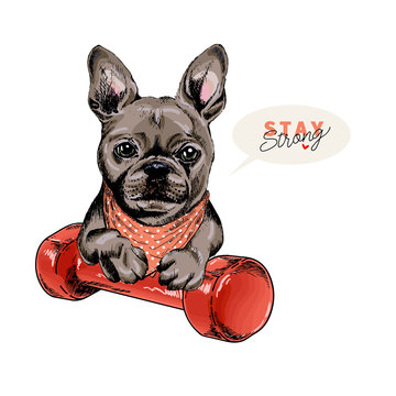 Hand drawn french bulldog dog sits with a dumpbell. Stay home. Vector engraved quarantine poster. Stay strong, stay at home. Covid-19 pandemic flyer. Sport, workout, active life.