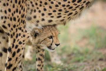A mother cheetah and her little cubs moving around hunting on an early morning safari. 