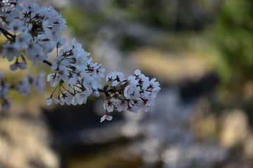 春のの本の桜の花