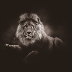 Portrait of an African lion. Black and white.