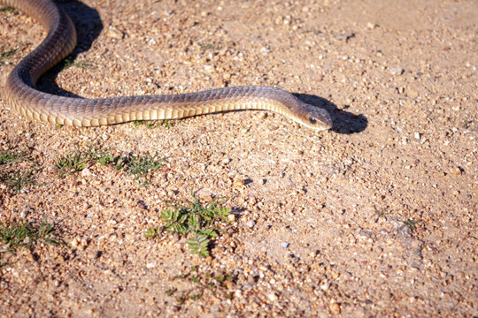 Boomslang Snake On The Ground