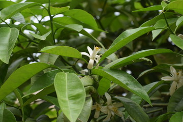 Beautiful nature, outdoor plant, background
