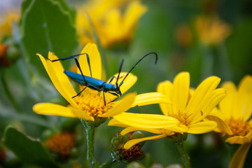 Green Beetle