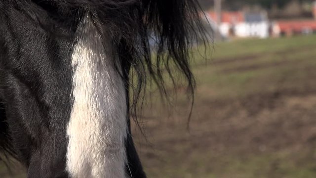 Close up of welsh pony face and mane UK 4K
