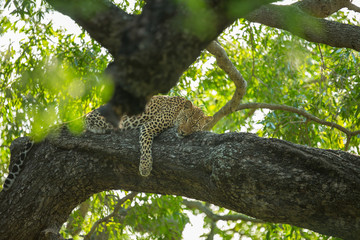 A territorial male leopard taking some refuge from the sun in a large weeping boerbean tree. 