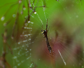 Spider in Web