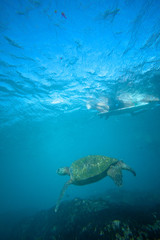 turtle swimming under surfer