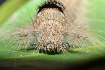 The gray-colored caterpillar has a full length of fine hair all over its body with a round head