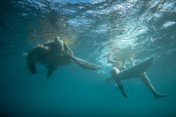 turtle next to surfer girl on board