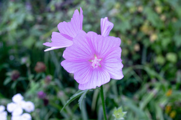 Fototapeta premium purple flower in the garden