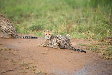 A young cheetah cub soaked in a later afternoon thundershower. 